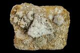 Fossil Crinoid (Strotocrinus & Platycrinus) Plate - Missouri #156765-1